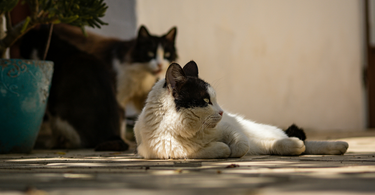 can cats get sunburn