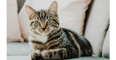 cost of owning a cat