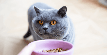 best dry cat food