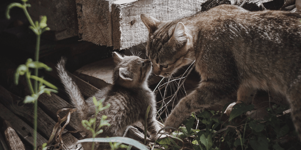 Can I feed my adult cat kitten food Tippaws