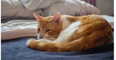 What to Do With Your Cat When You Go on Holiday?