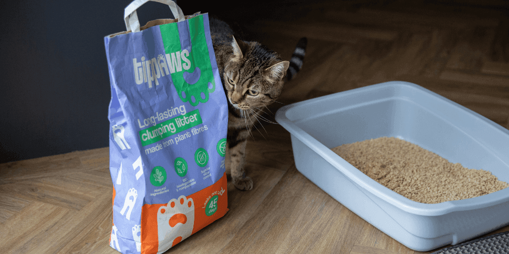 Best clumping top cat litter reviews