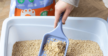 natural cat litter