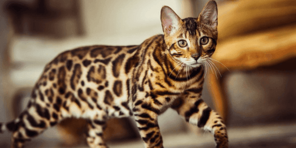 Asian Domestic Cat Breeds: Unique Traits and Care Tips Revealed