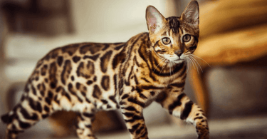 Getting to know your... Bengal Cat