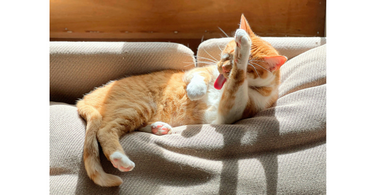 cat grooming