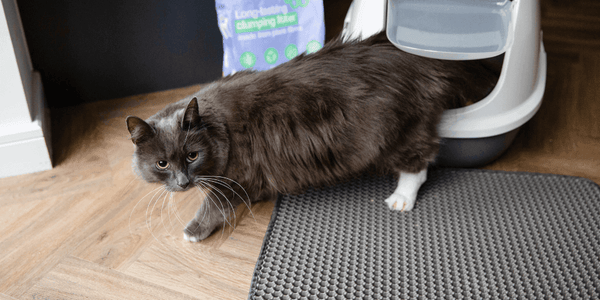 How Often Do Cats Urinate: Essential Insights for Cat Owners