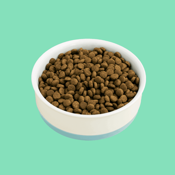 Should I Feed My Cat Dry Food Or Wet Food: Expert Insights
