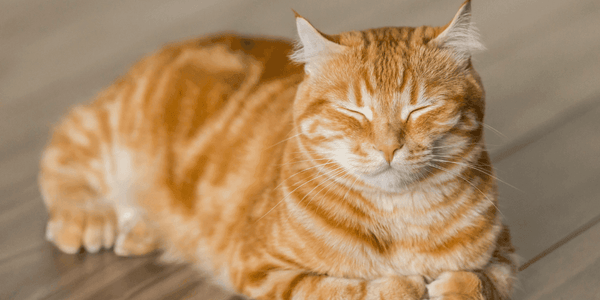 How to Adopt a Cat: Easy Steps for a Loving Feline Friend
