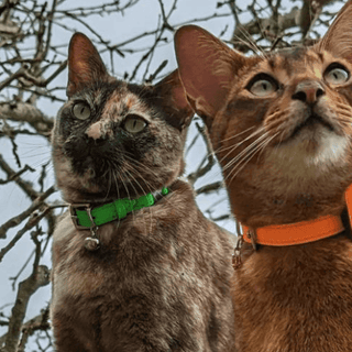 using gps to track cats