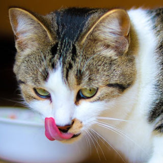choosing the best hypoallergenic cat food