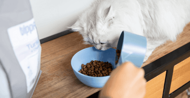 best tasting dry food