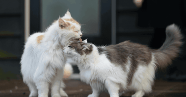 Multi-cat households: how to create a happy and healthy environment for multiple cats living together - Tippaws