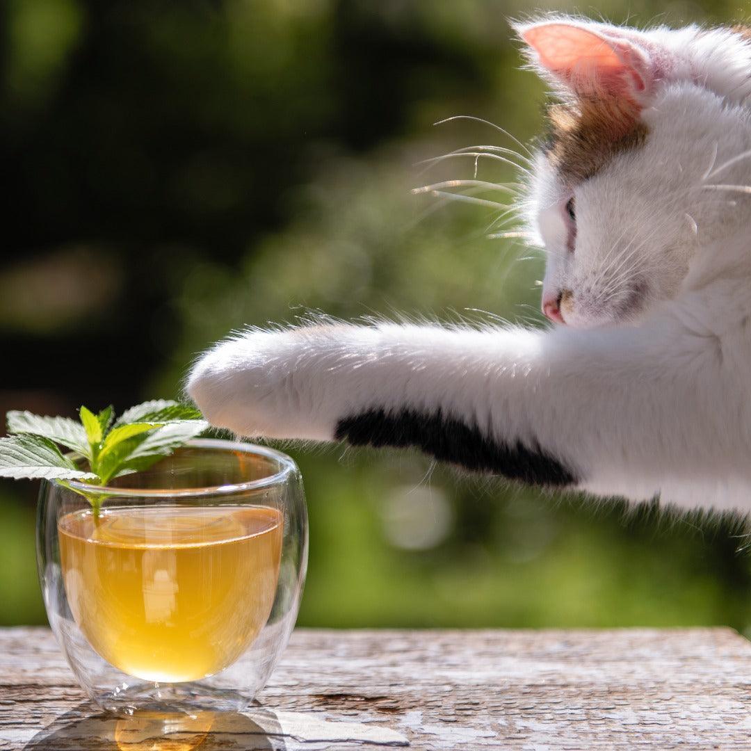 Do cats need prebiotics or probiotics? Tippaws