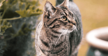 protein requirements in cats