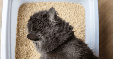 5 benefits of using dust-free cat litter for your cat's health and happiness - Tippaws