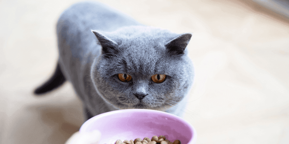 The best cat food for British Shorthairs Tippaws