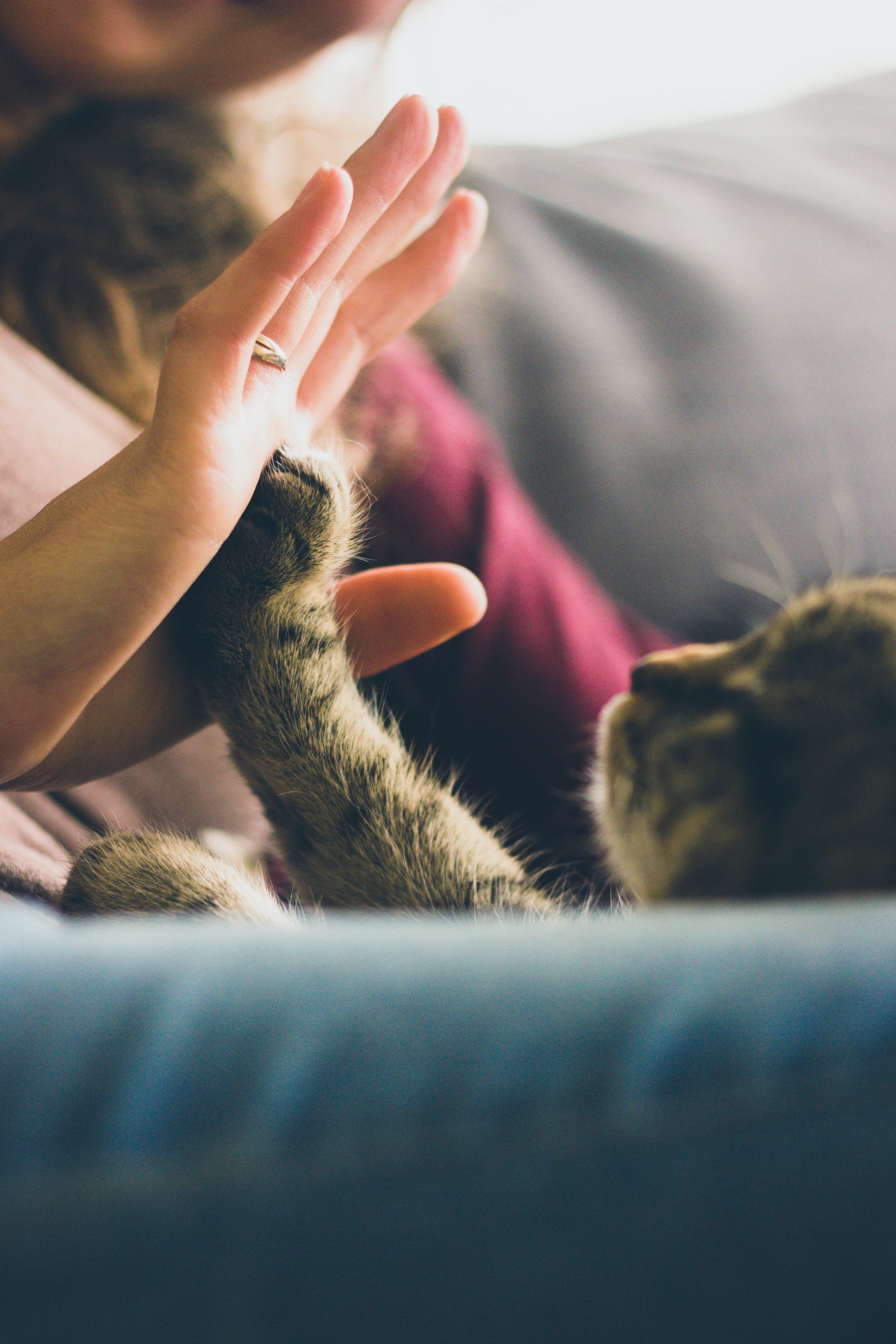 Pdsa cat neutering cost cheap