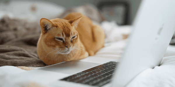 Entertain Cat: Creative Ways to Keep Your Feline Happy