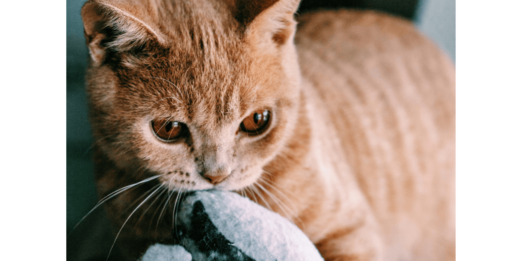 Why Does My Kitten Bite Effective Ways to Stop Kittens From Biting Tippaws