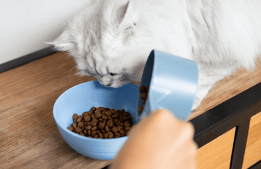 Tippaws kitten food