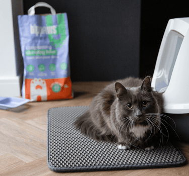 cat_next_to_enclosed_tray - Tippaws