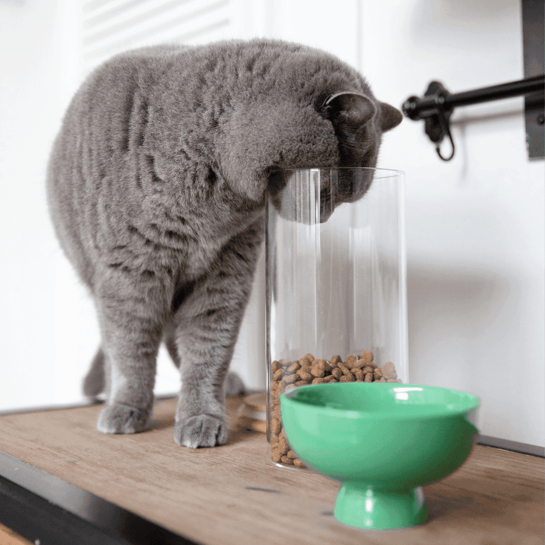 Chicken, tuna & salmon - dry cat food for neutered cats - Tippaws
