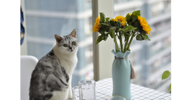 5 spring flowers that are toxic to cats