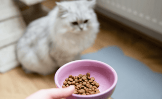 Is high ash content in cat food bad?