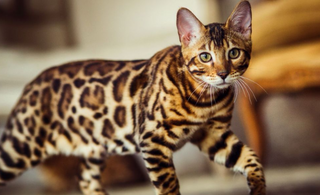 Getting to know your... Bengal Cat