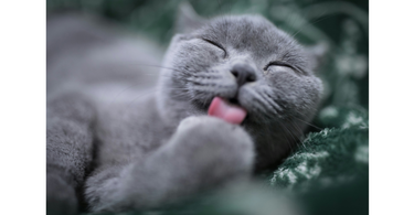 the importance of grooming your cat