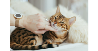 finding a cat vet specialist