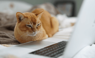 Top 5 YouTube videos to entertain your cat - Tippaws