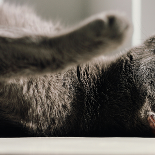 How to Prepare Your Cat for a Pet Sitter: A Complete Guide