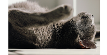 How to Prepare Your Cat for a Pet Sitter: A Complete Guide