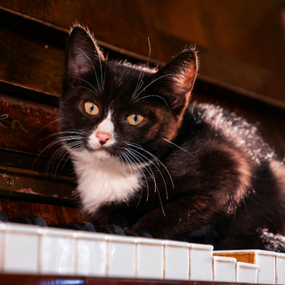do cats like music