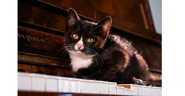 do cats like music