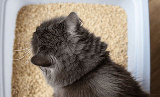 5 benefits of using dust-free cat litter for your cat's health and happiness - Tippaws