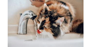 Is your cat drinking enough water?