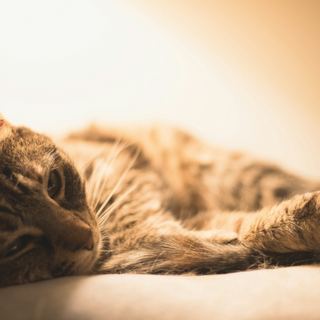 keeping your cat cool