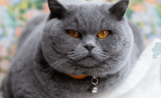 New cat microchipping legislation in England - what do I need to know as a cat owner? - Tippaws