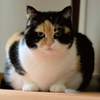 Is Your Cat Overweight? How to Spot It