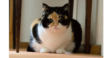 Is Your Cat Overweight? How to Spot It