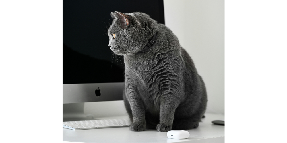 2024 Pet Obesity Report A Summary Tippaws