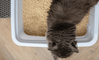 smelly litter trays