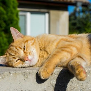cats in the summer