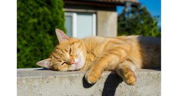 cats in the summer