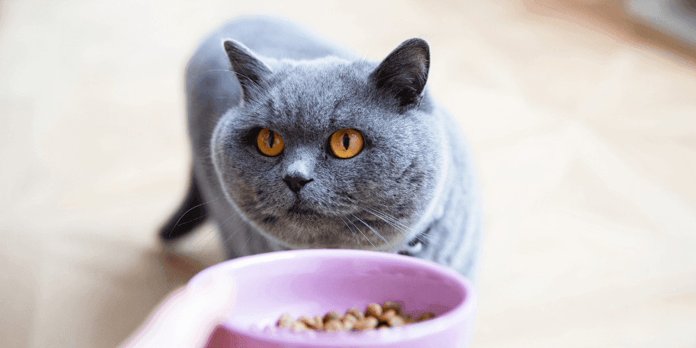 A roundup of our dry cat food appearing on best cat food lists Tippaws