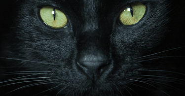 black cats