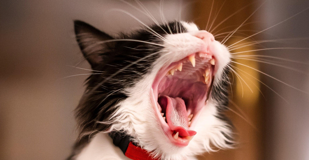 Cat dental health how do I look after my cat's teeth? Tippaws